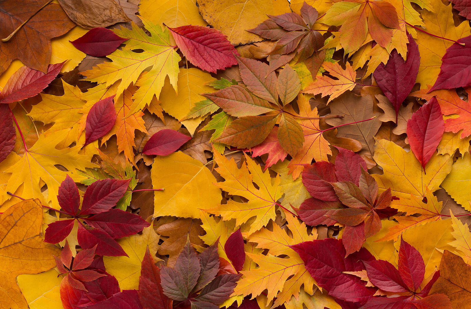 Opens page 'Öffnungszeiten Herbstferien' Herbstlaub